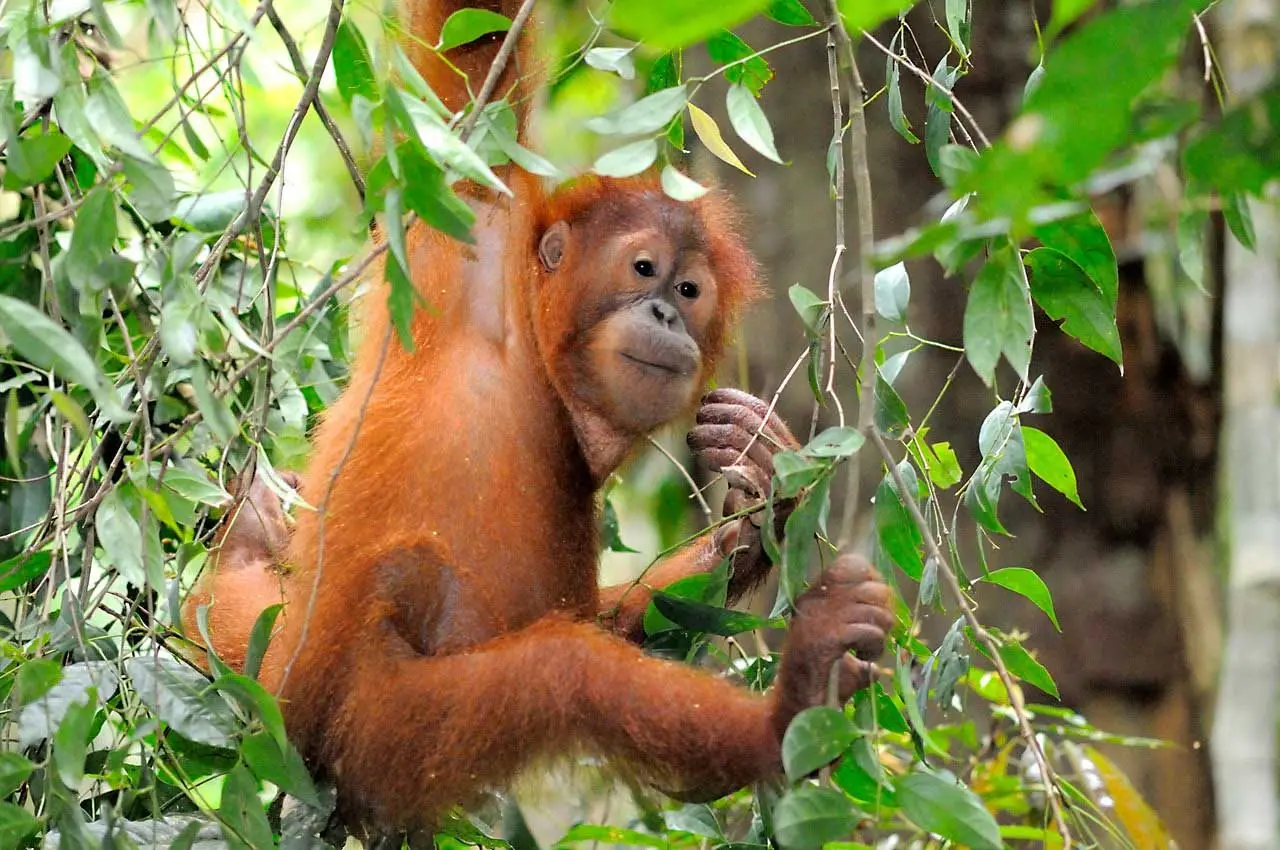 An orangutan in the rainforest of Sarawak, Malaysian Borneo