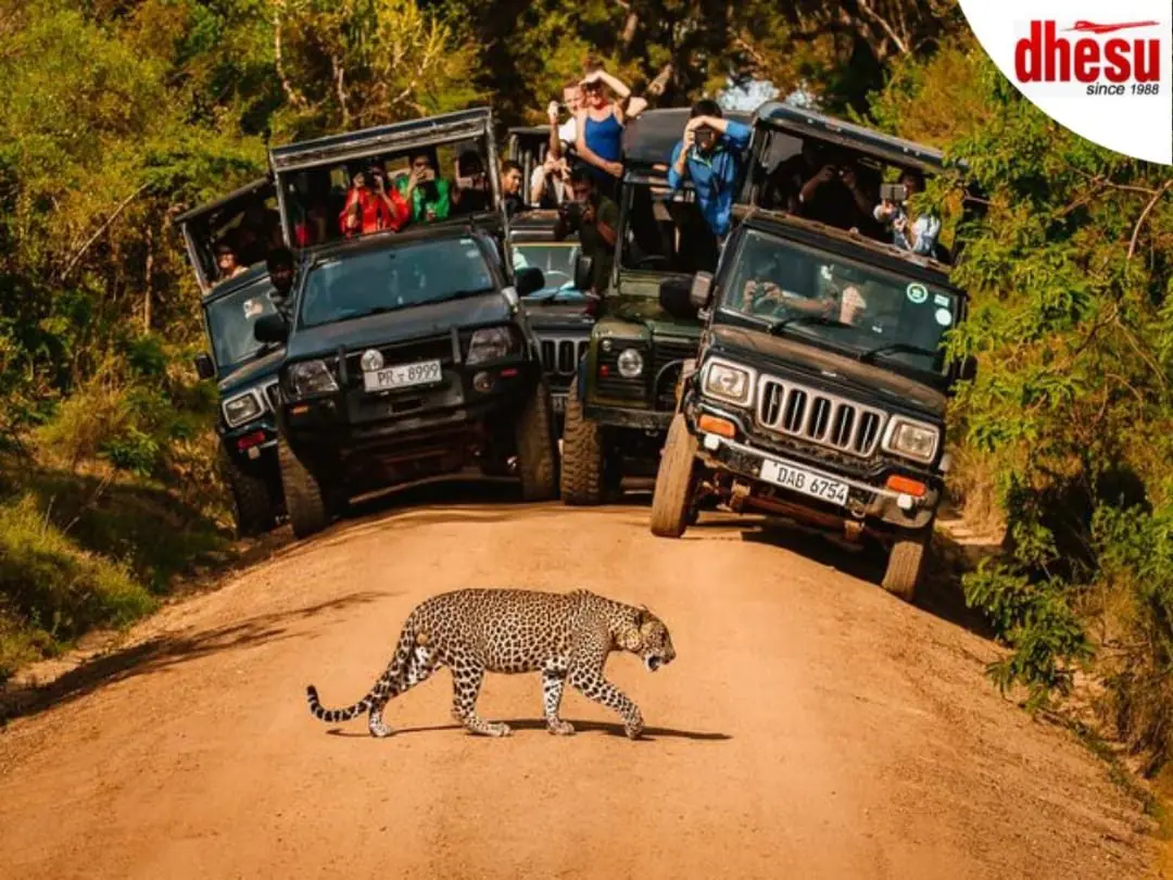 Two safari vehicles of travellers watching a leopard cross the track