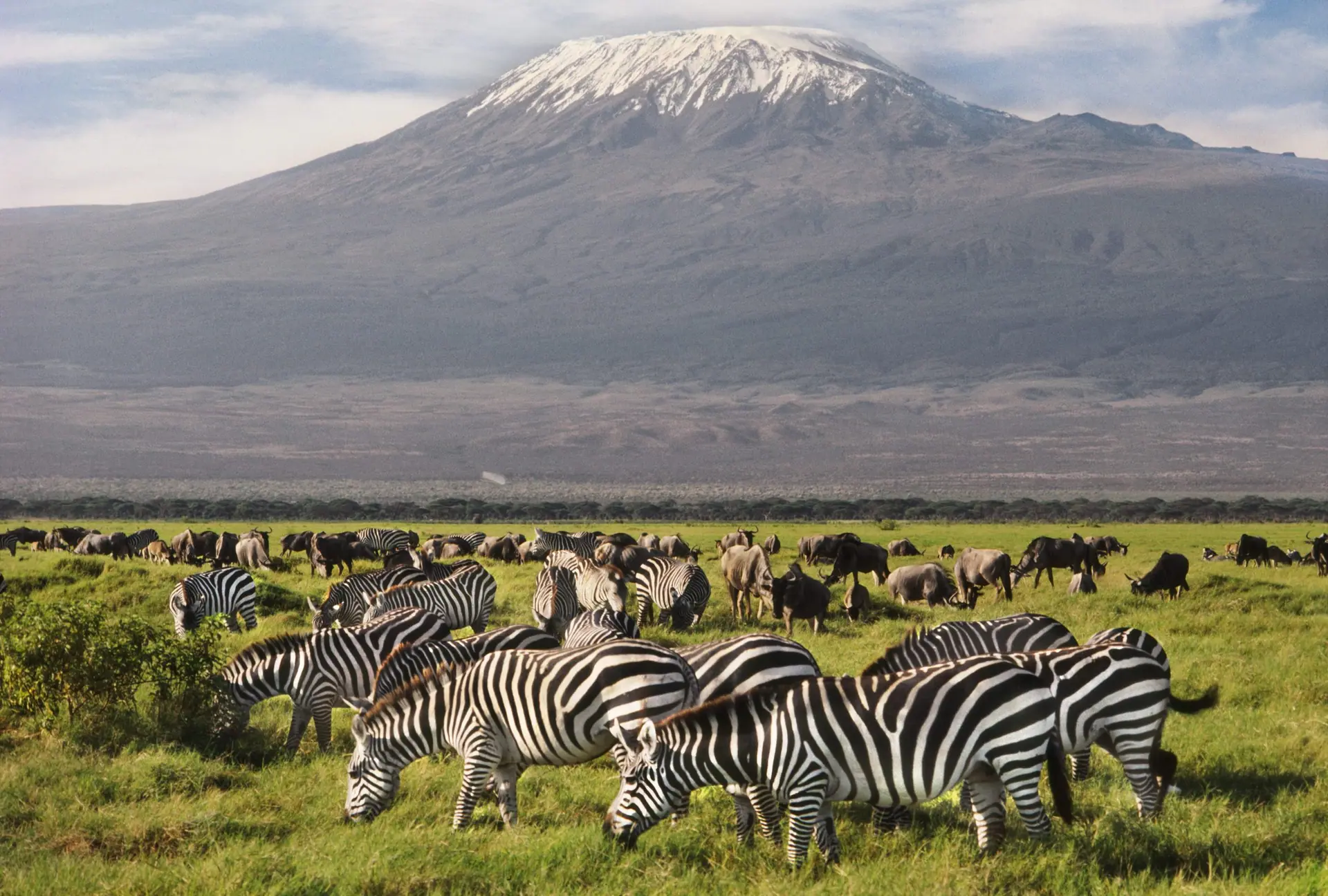 Zebra grazing on open plains beneath a distant mountain